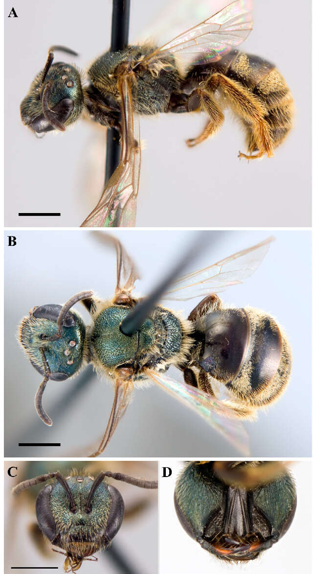 Lasioglossum bruneri (Crawford 1902)的圖片