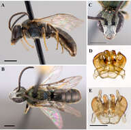 Lasioglossum bruneri (Crawford 1902)的圖片