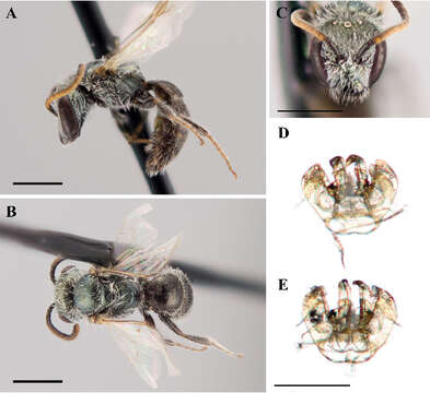 Image of Lasioglossum brunneiventre (Crawford 1907)