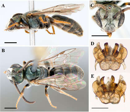 Image of <i>Lasioglossum rozeni</i>