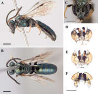 Lasioglossum coeruleum (Robertson 1893) resmi