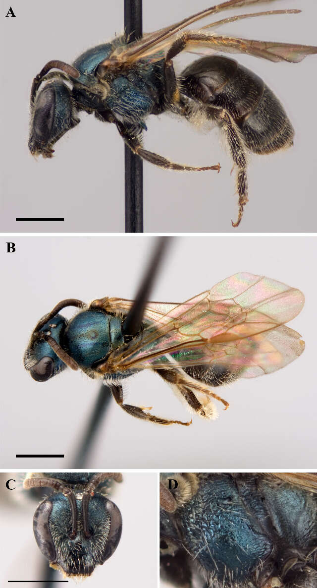 Lasioglossum dreisbachi (Mitchell 1960)的圖片