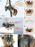 Lasioglossum dreisbachi (Mitchell 1960)的圖片