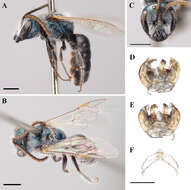 <i>Lasioglossum ebmerellum</i> resmi