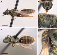 Image of <i>Lasioglossum ellisiae</i>