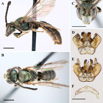 Image of <i>Lasioglossum ephialtum</i>