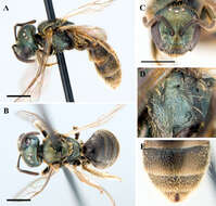 Lasioglossum fattigi (Mitchell 1960)的圖片