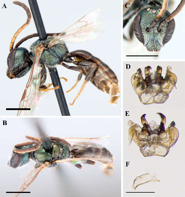 Lasioglossum fattigi (Mitchell 1960)的圖片