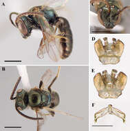 Image of Lasioglossum foveolatum (Robertson 1902)