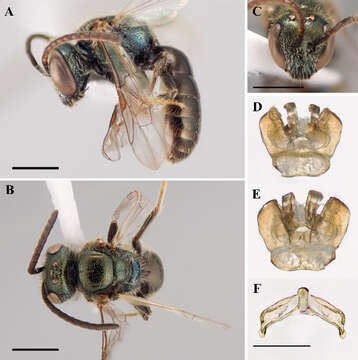 Lasioglossum foveolatum (Robertson 1902)的圖片