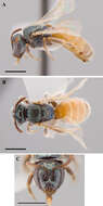 Image of Lasioglossum hudsoniellum (Cockerell 1919)