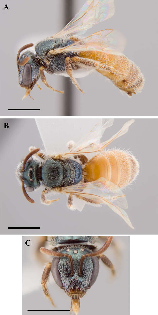 صورة Lasioglossum hudsoniellum (Cockerell 1919)