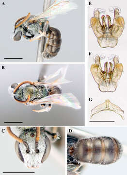 Imagem de Lasioglossum hudsoniellum (Cockerell 1919)