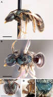 Lasioglossum illinoense (Robertson 1892)的圖片