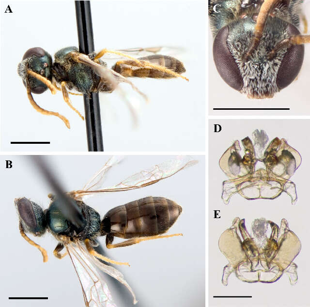 Lasioglossum illinoense (Robertson 1892)的圖片