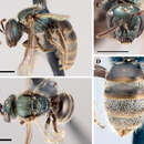 <i>Lasioglossum imbrex</i> resmi