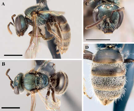 Image of <i>Lasioglossum imbrex</i>