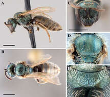 Lasioglossum incompletum (Crawford 1907)的圖片