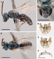 Image of Lasioglossum incompletum (Crawford 1907)