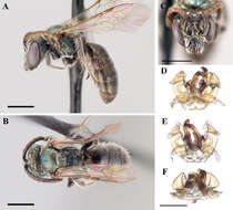 Image of <i>Lasioglossum knereri</i>