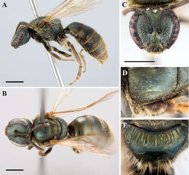 Lasioglossum lineatulum (Crawford 1906)的圖片