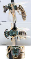 Image of <i>Lasioglossum macroprosopum</i>