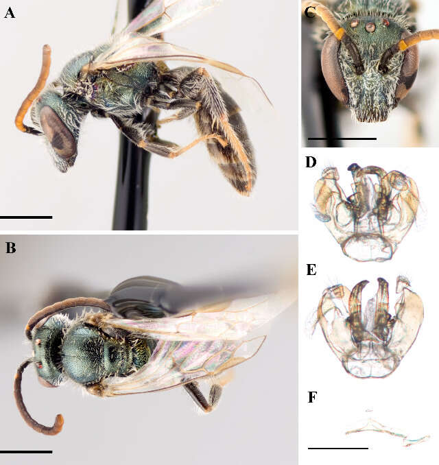 Image of <i>Lasioglossum macroprosopum</i>