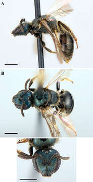 Image of Lasioglossum marinense (Michener 1936)