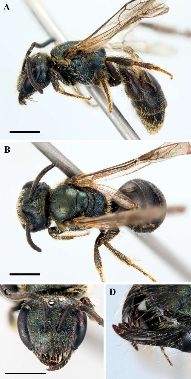 Lasioglossum michiganense (Mitchell 1960)的圖片