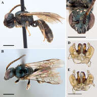 Lasioglossum michiganense (Mitchell 1960)的圖片