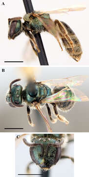 Lasioglossum nevadense (Crawford 1907)的圖片