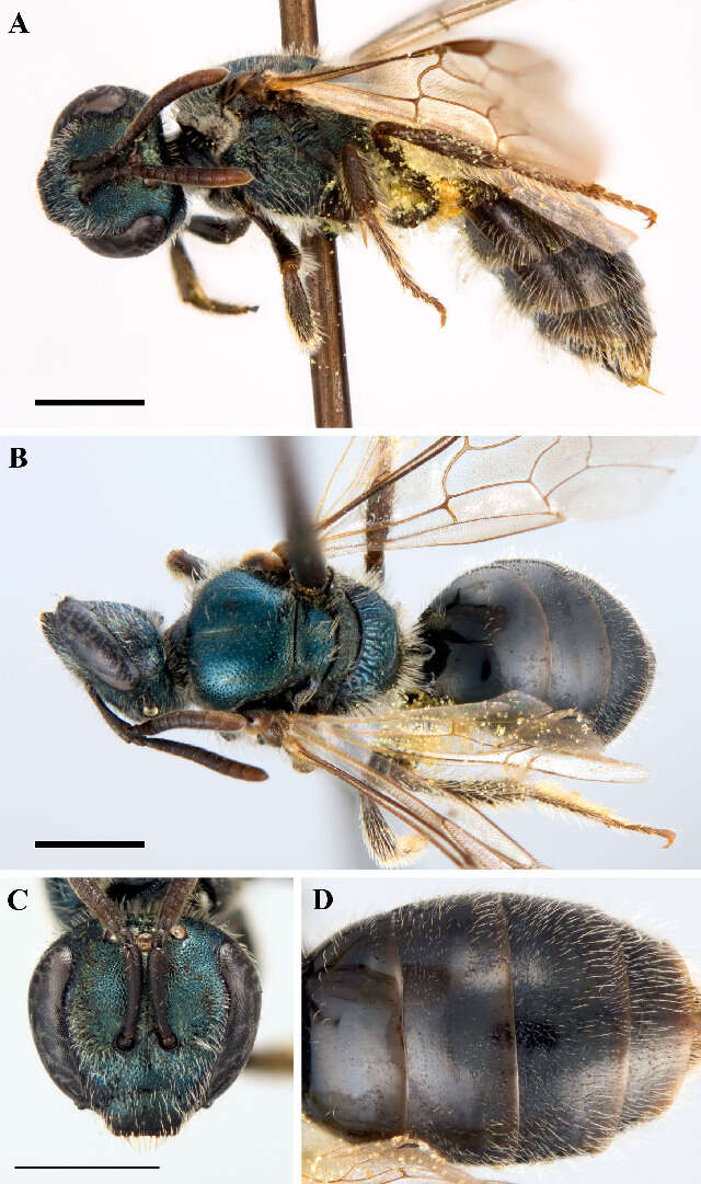 Lasioglossum oblongum (Lovell 1905)的圖片