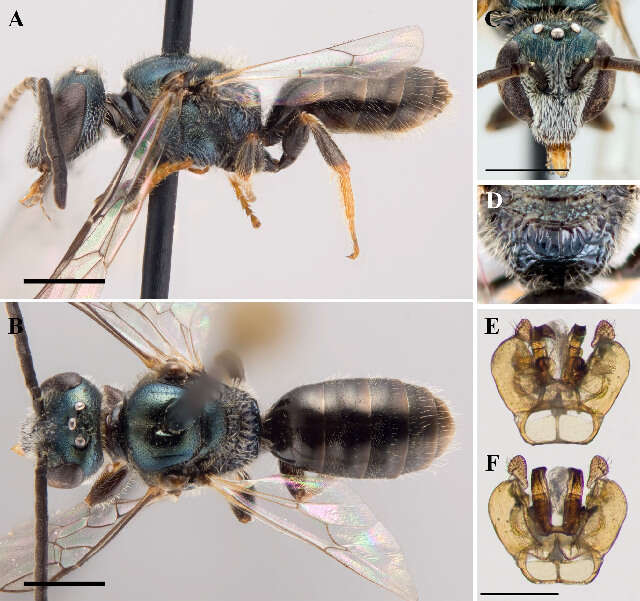 Image of Lasioglossum oblongum (Lovell 1905)