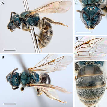 Image of Lasioglossum occidentale (Crawford 1902)