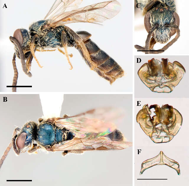 Image of Lasioglossum occidentale (Crawford 1902)