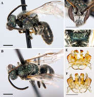 <i>Lasioglossum oceanicum</i> resmi