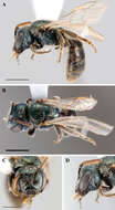 Image of <i>Lasioglossum packeri</i>