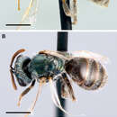 Imagem de Lasioglossum pallidellum (Ellis 1914)