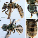 Image of stunning sweat bee