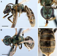 Lasioglossum paradmirandum (Knerer & Atwood 1966)的圖片