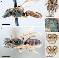 Lasioglossum paradmirandum (Knerer & Atwood 1966)的圖片