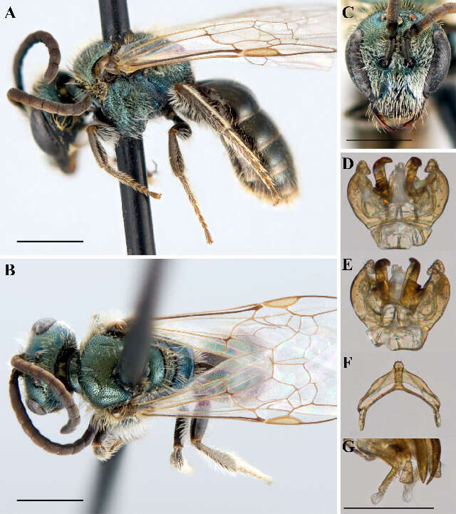 Lasioglossum perpunctatum (Ellis 1913)的圖片