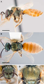 Plancia ëd Lasioglossum pictum (Crawford 1902)