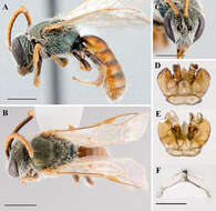 Lasioglossum pictum (Crawford 1902)的圖片