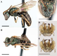 Image of Lasioglossum platyparium (Robertson 1895)