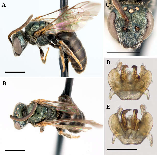 Lasioglossum platyparium (Robertson 1895)的圖片