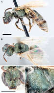 <i>Lasioglossum prasinogaster</i> resmi