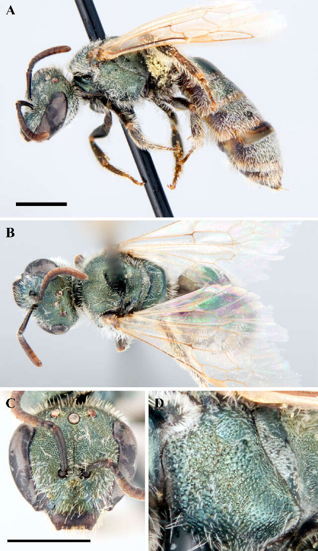 Image of <i>Lasioglossum prasinogaster</i>