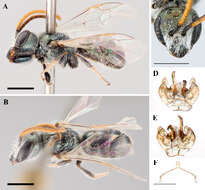 Image of <i>Lasioglossum prasinogaster</i>