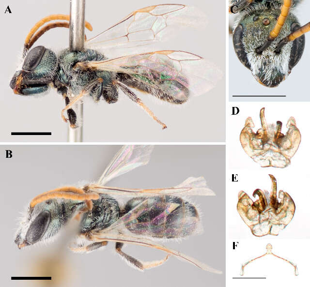 <i>Lasioglossum prasinogaster</i> resmi